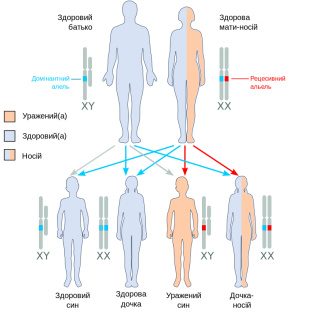 https://upload.wikimedia.org/wikipedia/commons/thumb/6/66/X_recessive_carrier_mother_uk.svg/800px-X_recessive_carrier_mother_uk.svg.png